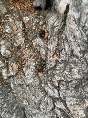 Camponotus pennsylvanicus