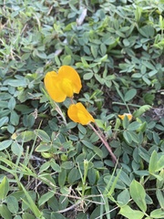 Arachis glabrata