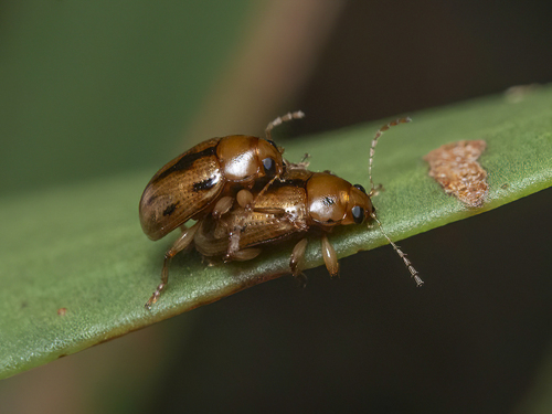 Rhyparida observed 2026-06-16