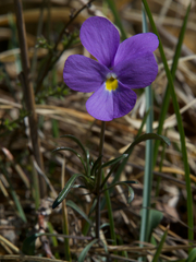 Viola bertolonii