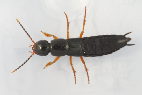Ocypus brunnipes