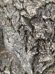 Camponotus pennsylvanicus