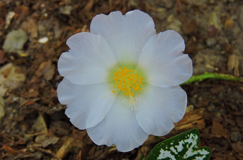 purslane family