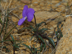 Viola bertolonii