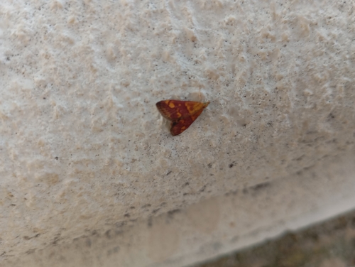 Mint Moth