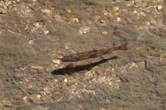 River Brown Trout