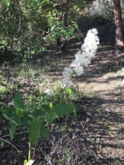 Ceanothus integerrimus