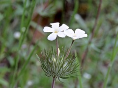 Leptosiphon montanus