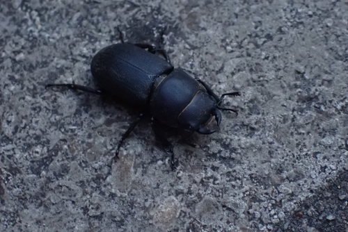 Lesser Stag Beetle