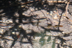 River Brown Trout