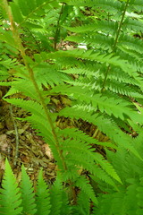 Dryopteris celsa image