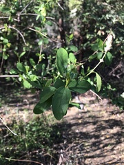 Ceanothus integerrimus