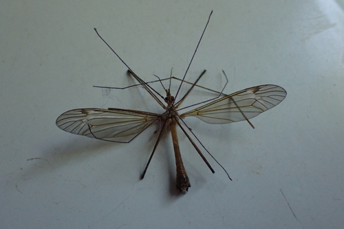 Tipula fascipennis