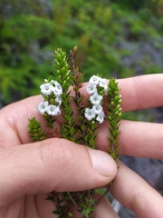 Epacris pauciflora
