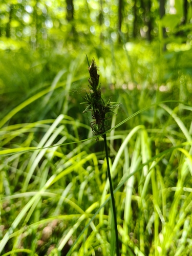 Carex lithophila iNat (2)