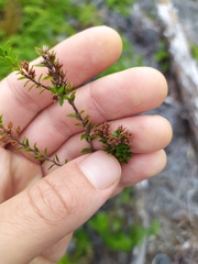 Epacris pauciflora