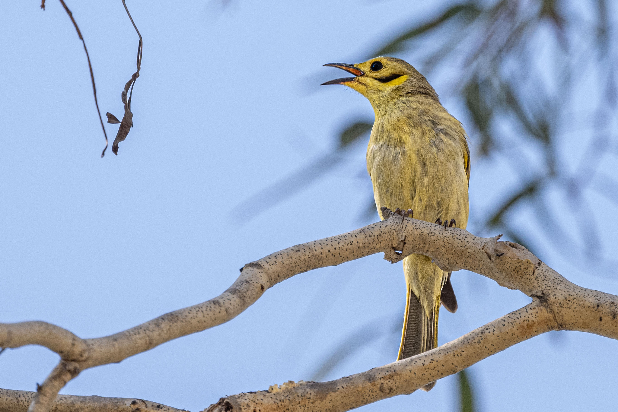Yellow-tinted Honeyeater (Ptilotula flavescens), photo 1