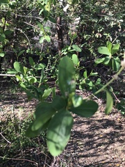 Ceanothus integerrimus