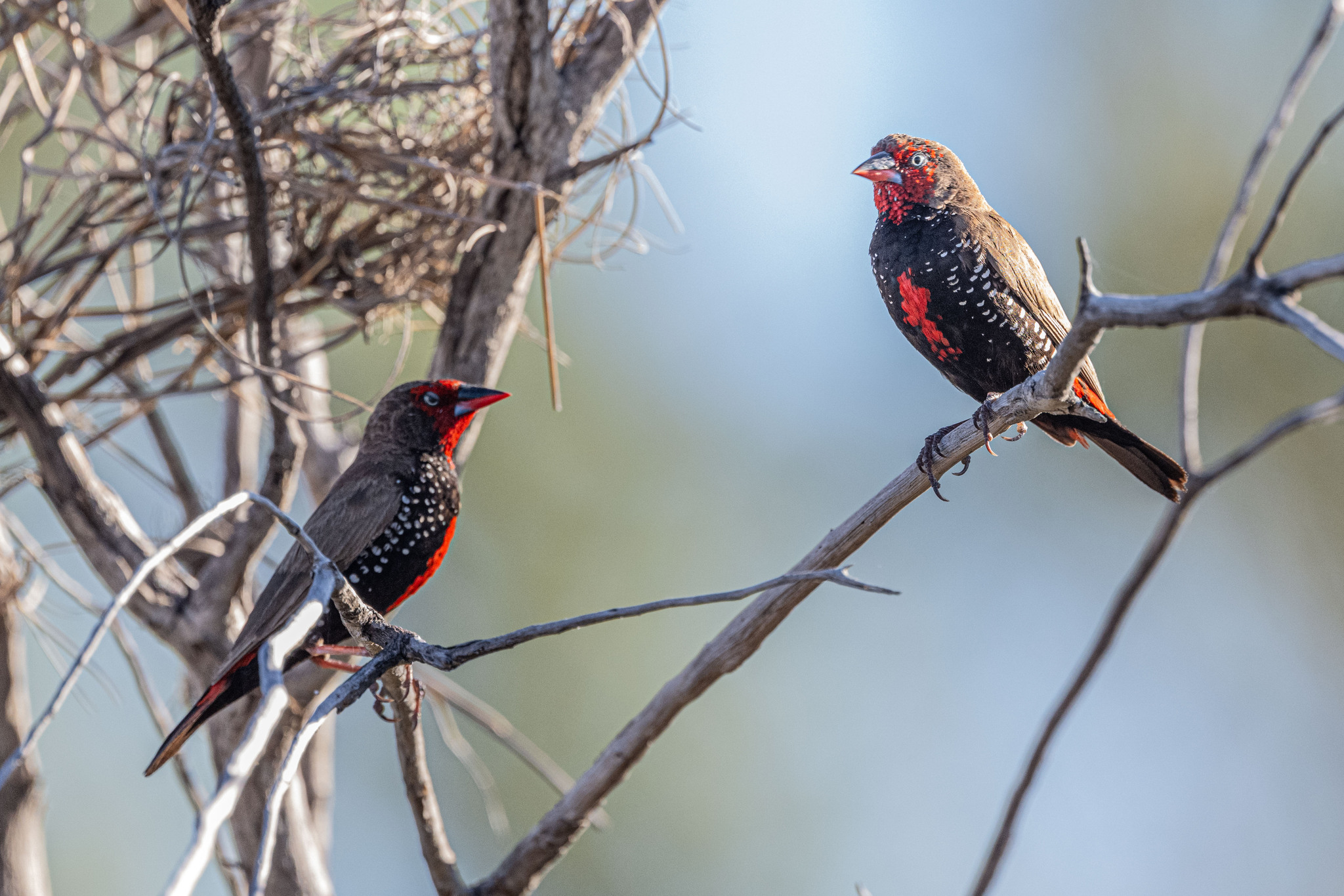 Painted Finch (Emblema pictum), photo 1