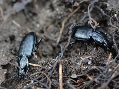 Pterostichus mutus
