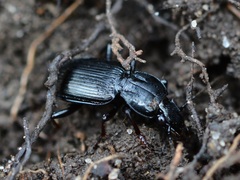 Pterostichus mutus