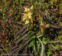 Pedicularis oederi