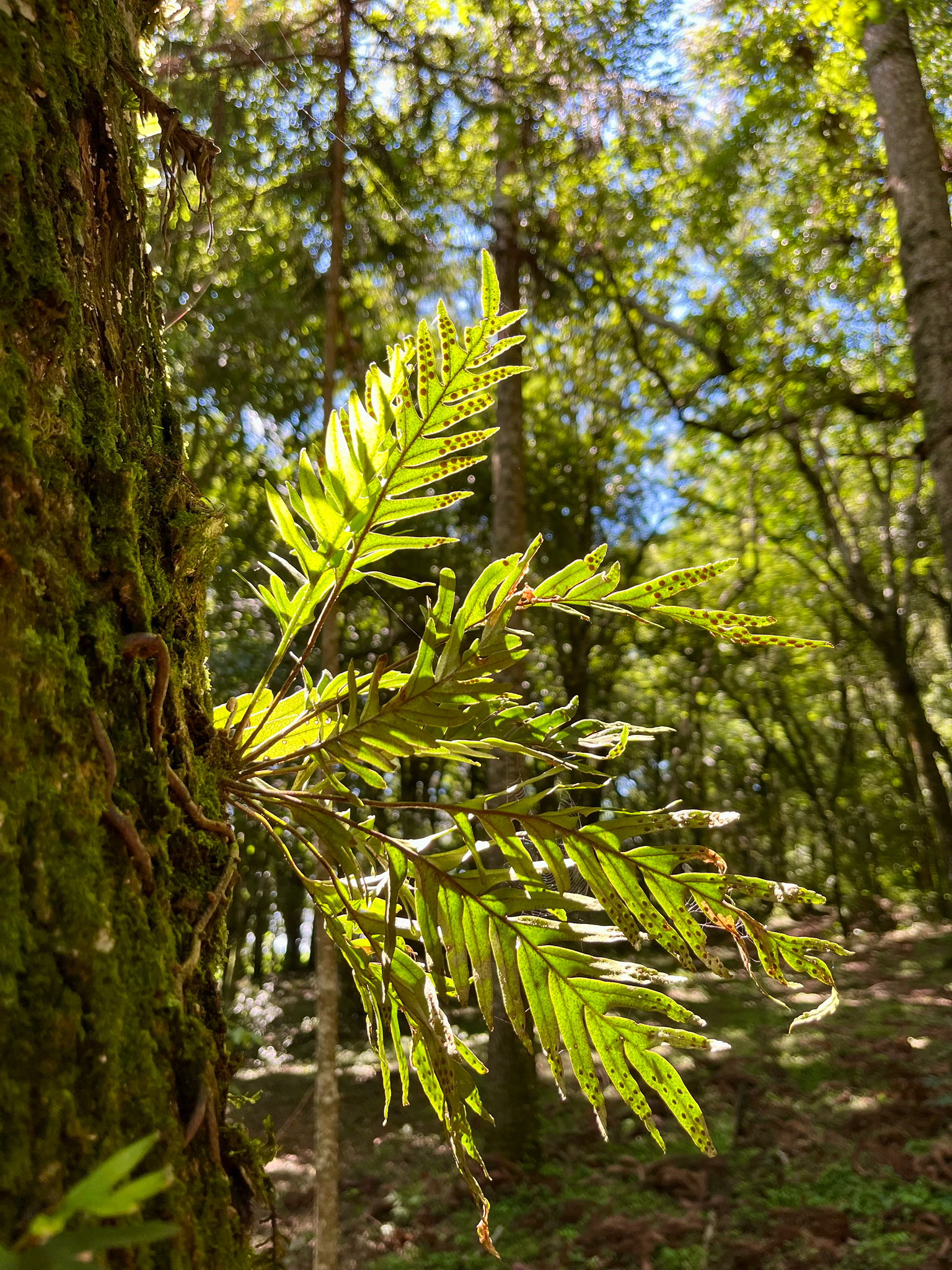 Pleopeltis pleopeltifolia