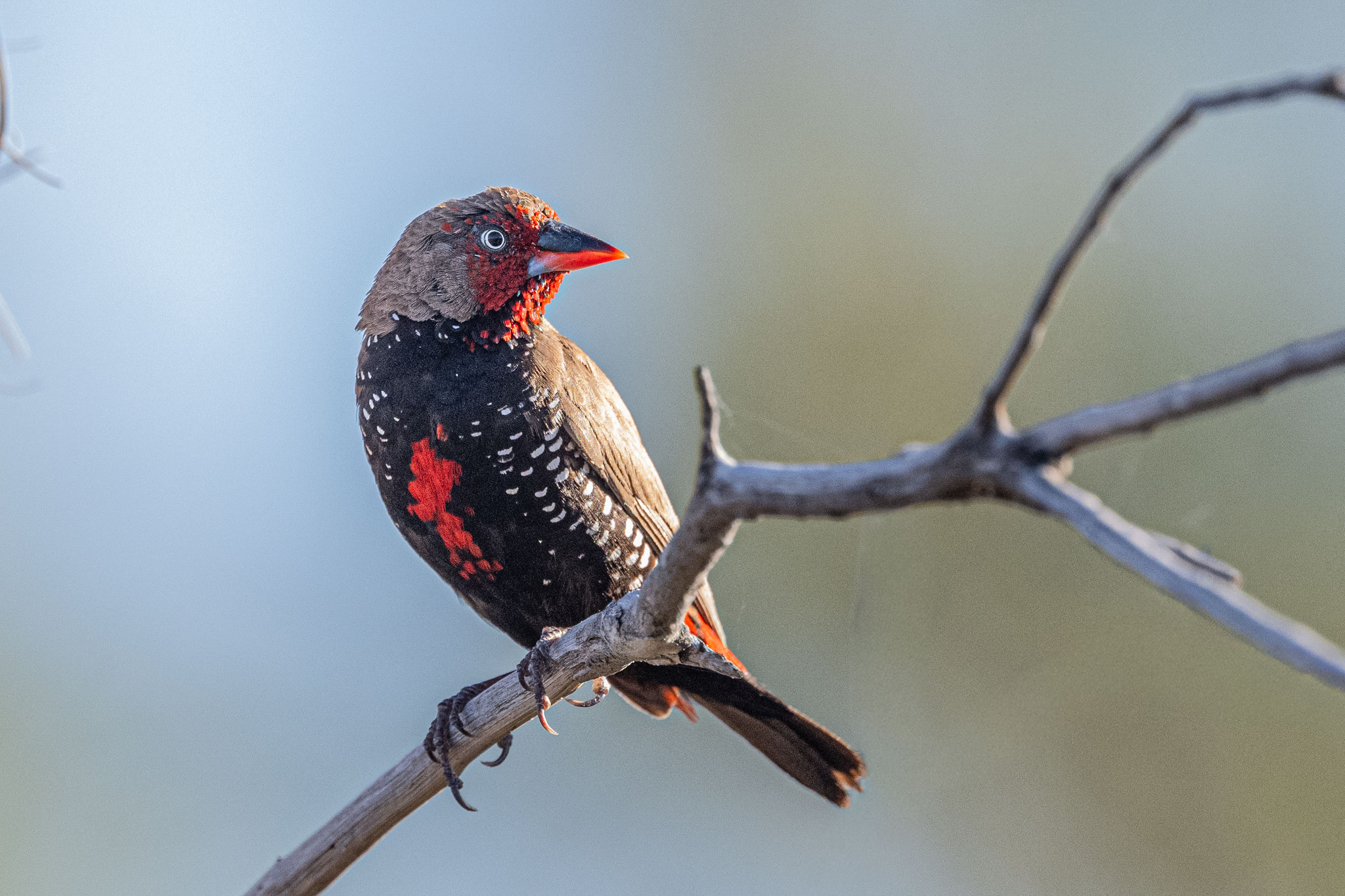Painted Finch (Emblema pictum), photo 2