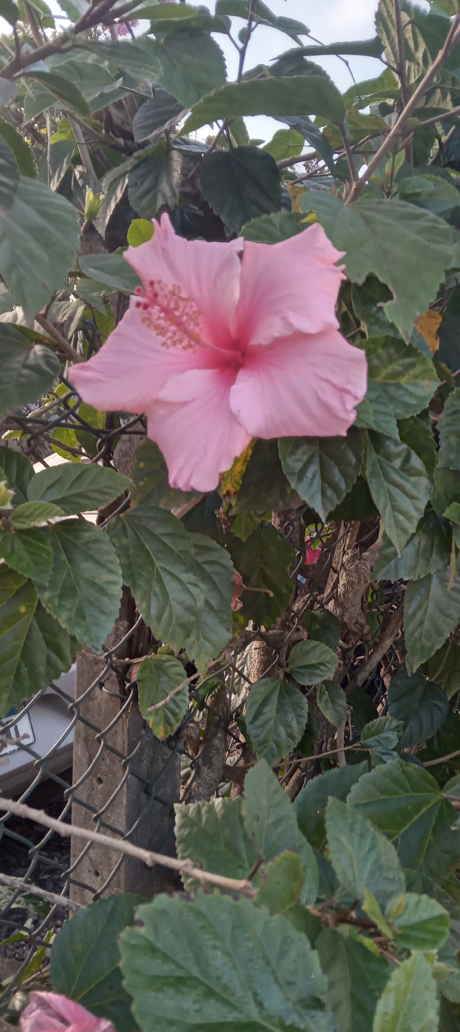 Hibiscus rosa-sinensis