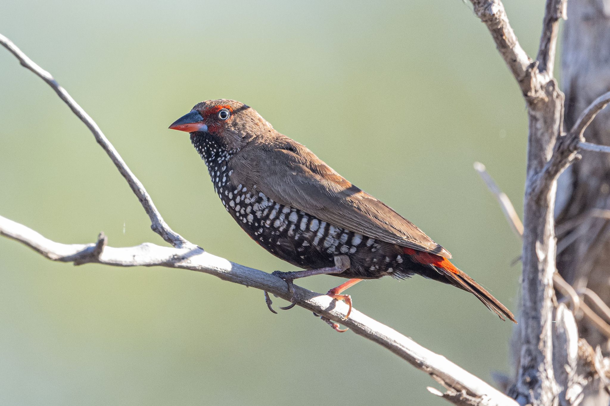 Painted Finch (Emblema pictum), photo 3