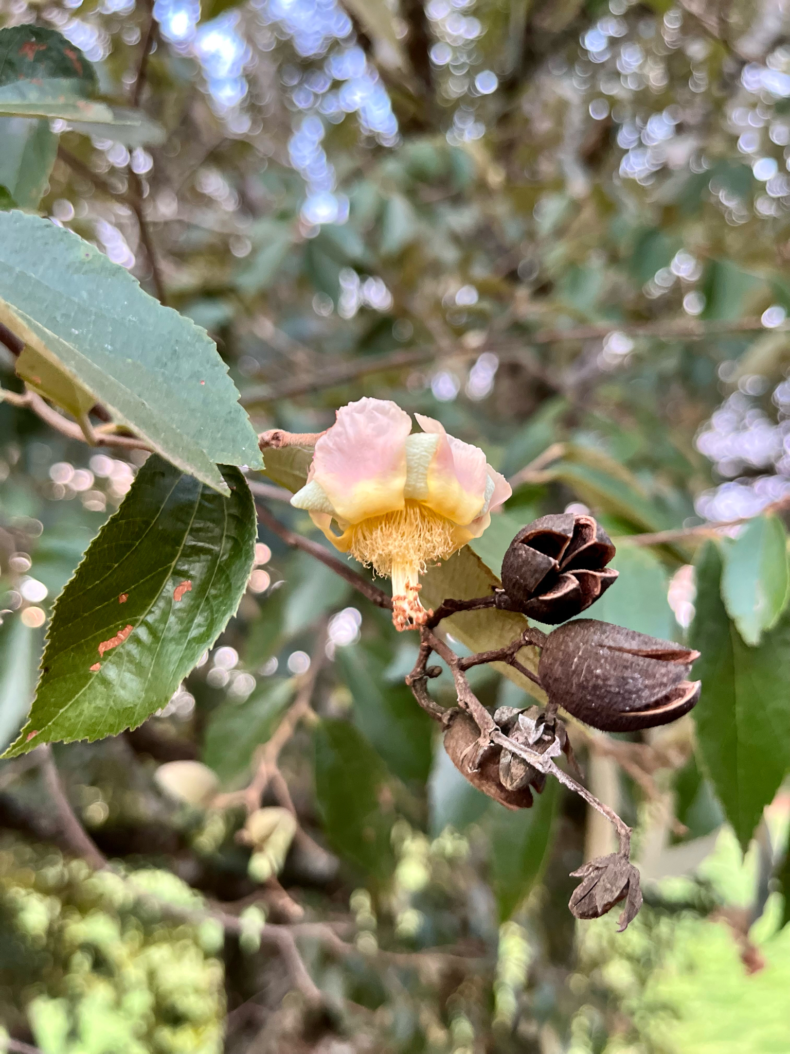 Luehea divaricata