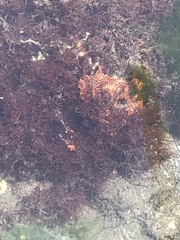 Botrylloides diegensis