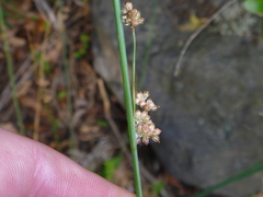 Juncus edgariae