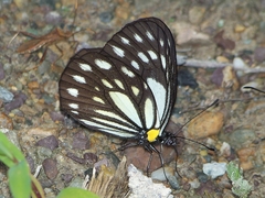 Aporia agathon