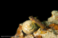 Helcogrammoides cunninghami