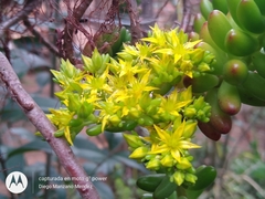 Sedum × rubrotinctum