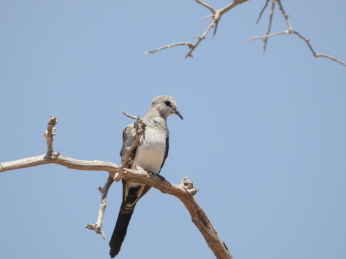 Namaqua Dove