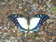 Polyura eudamippus