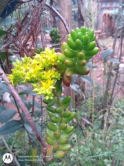 Sedum × rubrotinctum