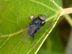 Australophyra rostrata