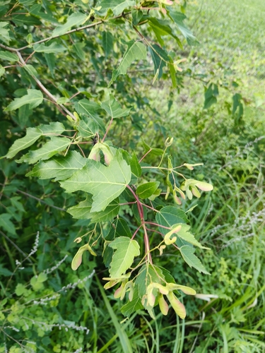 Amur Maple