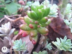 Sedum × rubrotinctum