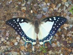Polyura eudamippus