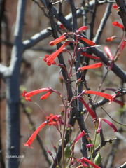 Penstemon subulatus