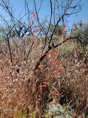 Penstemon subulatus