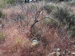 Penstemon subulatus