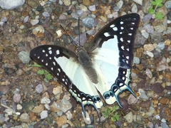 Polyura eudamippus