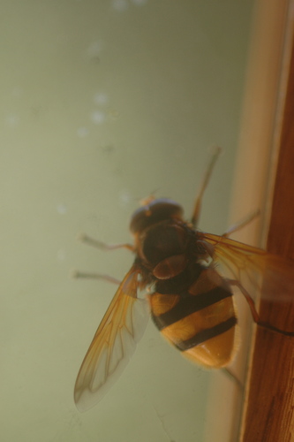 Hornet Mimic Hover Fly