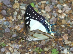 Polyura eudamippus