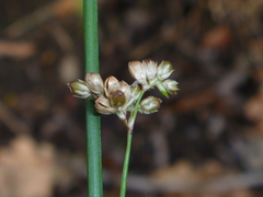 Juncus edgariae